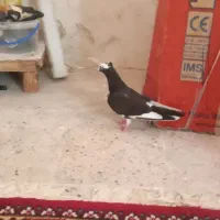 جونه شازده