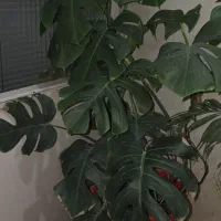 گل مانسترای