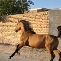 اسب نریان‌ دره‌شور|اسب و تجهیزات اسب‌سواری|مرودشت, تخت جمشید|دیوار