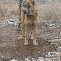 حیوان درشت ۱۵ ماه|سگ|فریمان, |دیوار