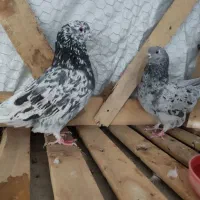 کبوتر سرور درجه یک