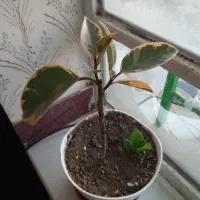 کاکتوس و گل|گل و گیاه طبیعی|شاهین دژ, |دیوار