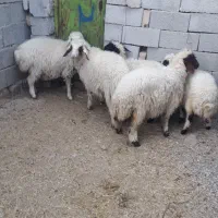 ۵راس بره چاق۴ماده۱نرجفتی۲۰میلیون