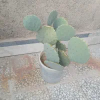 کاکتوس|گل و گیاه طبیعی|تهران, بهارستان|دیوار