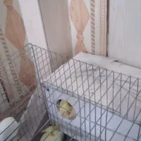 عروس هلندی|پرنده|هامون, |دیوار