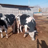 گوساله نر فروشی|حیوانات مزرعه|حسن آباد, |دیوار