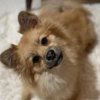 پامر بالغ (خرسی،عروسکی و روباهی)|سگ|شیراز, دروازه قران|دیوار