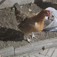 فروش مرغ و خروس محلی
