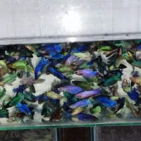 ماهی فایتر عمده شب عید