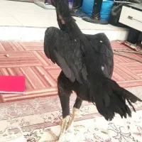 مرغ لاری اوشامو
