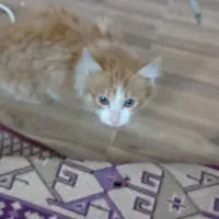 خانگی|گربه|ورامین, خیر آباد|دیوار