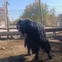 بیگ چپش دوبر|حیوانات مزرعه|لردگان, |دیوار