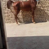فروش ۳عدد مادیان کار و سواری دار