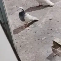 کبوتر کبوتر پلنگ|پرنده|آمل, |دیوار