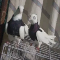 طوق سیاه|پرنده|دره شهر, |دیوار