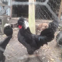 خروس لهستانی سلطان