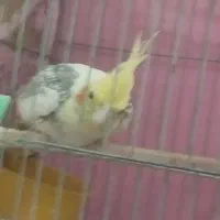 عروس هلندی|پرنده|قم, بنیاد|دیوار