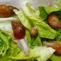 حلزون خونگی