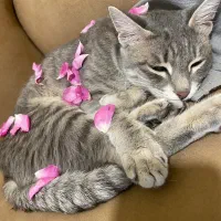 واگذاری رایگان گربه خوشگل مون|گربه|ساری, |دیوار