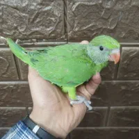 طوطی جوجه ملنگو