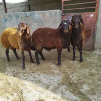 بره نر
