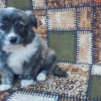 سگ اشپیتز ماده|سگ|رشت, حومه رشت|دیوار