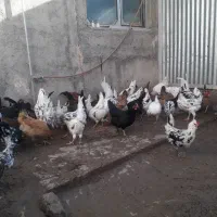 مرغ و خروس  گلین