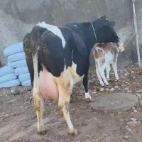 یک عدد گاو هلشتاین شیری تازه زاییده