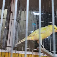 قناری نر|پرنده|برخوار, |دیوار