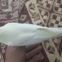 عروس هلندی  نر دستی  فروش به علت  نداشتن جا|پرنده|اسدآباد, |دیوار