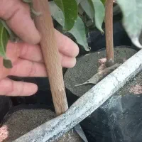 نهال انبه پیوندی چهارفصل رودان برنطین