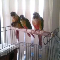 قفس پرنده بزرگ ۱۰۳۳