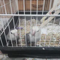 طوطی برزیلی