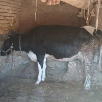 یک راس گاوجوان شکم دوم|حیوانات مزرعه|چادگان, |دیوار