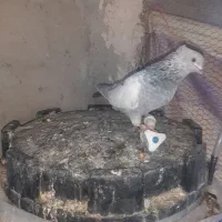 کبوتر سینه سبز ، سیاه و سبز ابادانی، طوقی