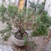 گل و گلدان|گل و گیاه طبیعی|طسوج, |دیوار