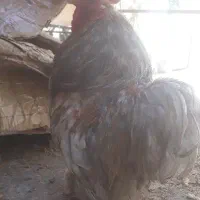 یک عدد خروس کوشین پاپر دم خرگوشی