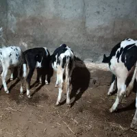 شش عدد گوساله ماده نژاددار از نسل گاو پر شیر|حیوانات مزرعه|اردبیل, |دیوار