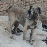 ماده سراب