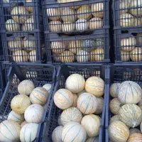 شاپسند شیرین