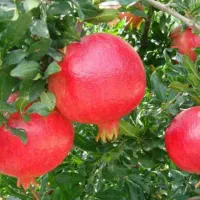 نهال گوجه سبز و انار اصلاح شده و با کیفیت|خدمات باغبانی و درختکاری|قصرشیرین, |دیوار