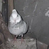 طوقی الماسی