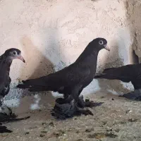 قره