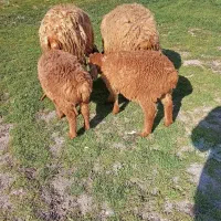 شیشک بره دار