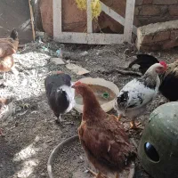 مرغ حرس با قیمت مناسب|حیوانات مزرعه|قم, قم نو|دیوار