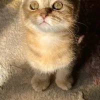 گربه اسکاتیش بریتیش