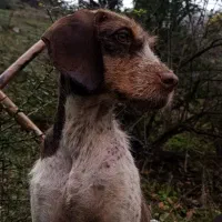 سگ شکاری ترافل حرفه ای|سگ|فراغی, |دیوار