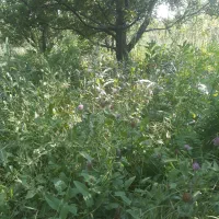 علوفه|عمدهفروشی|ارومیه, |دیوار