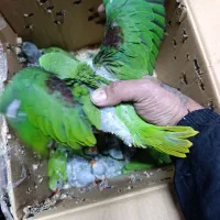 جوجه لوری شاه طوطی خورشیدی گرینچک راهب