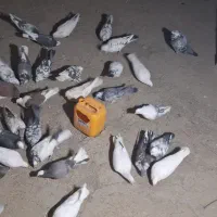 32دوتا کفتر دونه ای 130 بخاطر جابجای دارم میفروشم